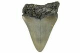 Juvenile Megalodon Tooth - North Carolina #272366-1